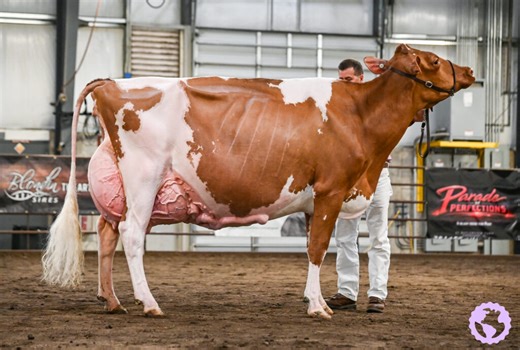 Midwest Spring National Red & White Show 2026