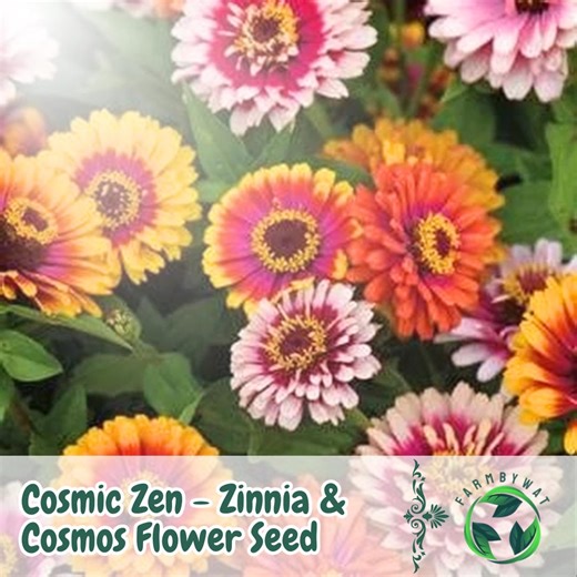 25 Cosmic Zen Zinnia & Cosmos Samen Mix: Bunter Bestäubergarten - Etsy.de