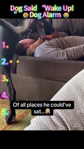 Dog Alarm 😂Epic Dog Wake-Up Moments 🤣