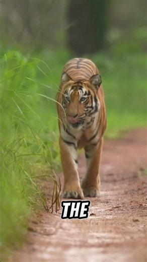 How Big Cats Look in Fantasy World! 🐯🔥 #shorts #animals #fantasy