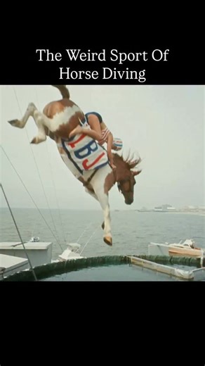 Horse diving was a popular but controversial attraction in the late 19th and early 20th centuries, most famously featured on Atlantic City’s Steel Pier. The act involved a horse and rider climbing a tall platform—sometimes as high as 40–60 feet—and then leaping into a pool of water below. Promoters marketed it as a thrilling display of courage and trust between rider and animal, and crowds were drawn to the spectacle’s mix of danger and novelty. Over time, the practice drew significant criticism