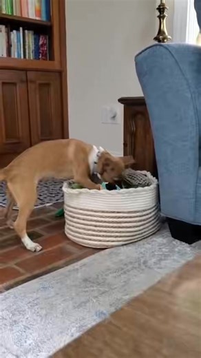 ADOPT ME! 🐶 DARCI is available to ADOPT and currently being fostered here in NJ! ➡️ Apply to adopt me now at www.trustrescue.org/adoptable-dogs 🩵 ALL OF OUR DOGS ARE: ✔️ $350 or LESS (check our site for specials!) ✔️ Fully vetted ✔️ Microchipped ✔️ Spayed/neutered (with exception to puppies that are not old enough yet) 💙 See our current specials and ALL of the dogs we have available on our website 🔗 www.trustrescue.org/adoptable-dogs #AdoptDontShop #TrustRescue #AdoptableDogs #AdoptMe #Adopt