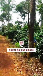 Your cup of coffee is a symbol of the cultural heritage and craftsmanship of the local community that produce it. The careful attention to detail and dedication of the artisans who produce the beans results in that perfect cup of coffee that embodies the essence of our traditions and history. Enjoy this legacy at your nearest CCD today or order online! #cafecoffeeday #coffeeheritage #coffeeplantation #coffeemaking #coffeelovers #coffeeaddict | Cafe Coffee Day