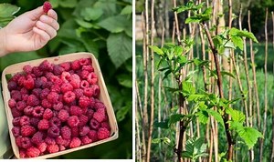 Monty Don shares tips on growing raspberries in a pot