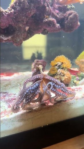 Amazing Octopus in a Reef Aquarium! 🐙 Watch This Intelligent Sea Creature Up Close