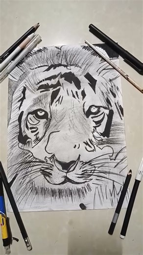 realistic tiger drawing