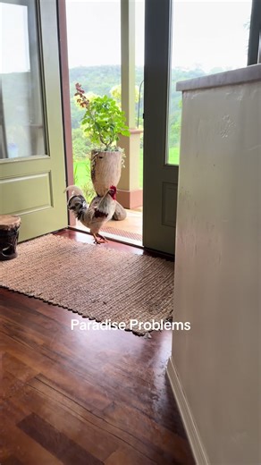 Encountering Paradise Problems in Hawaii