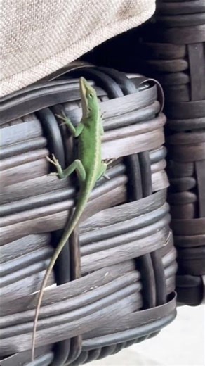 Summer #geico #swing