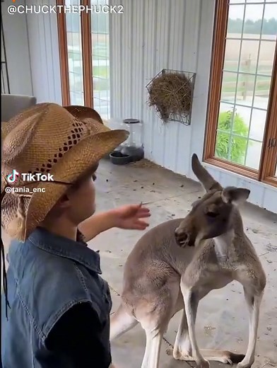 Muscular Buff Kangaroo Fights Man: Knockouts & Humbling Moments