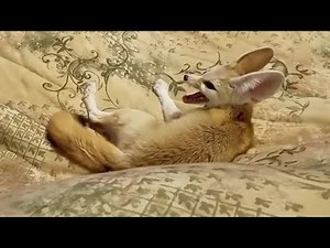 Fennec Fox Zoomies and Screamies
