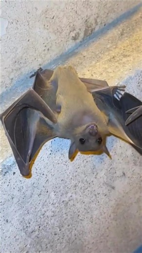 You Won't Believe What We Found Stuck Here! 😮 #shorts #bats #funny #caught #funnyanimals #viral