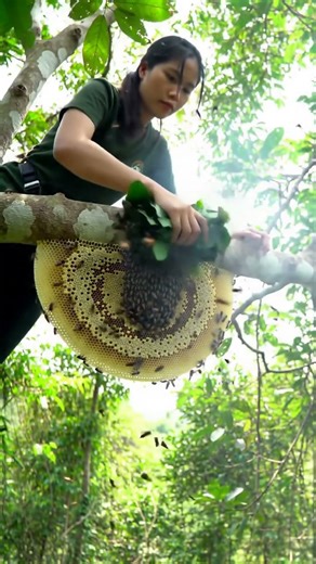 Harvesting a GIANT Wild Honeycomb in the Forest #Beekeeping