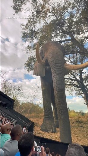 Massive Elephant Experience on the World's Most Advance LED Screen | Inside the Las Vegas Sphere