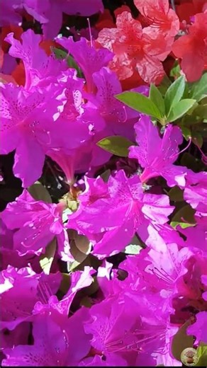 Beautiful Azalea Shades 🌸