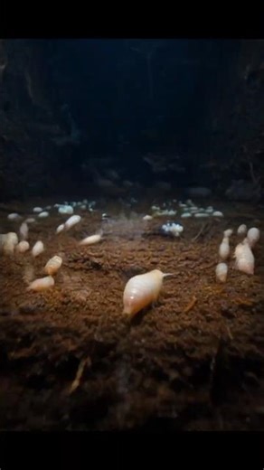 Springtail POV: Exploring a Hidden Underground Micro Colony