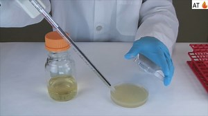 Phage Discovery Guide: Plaque Assay Protocol
