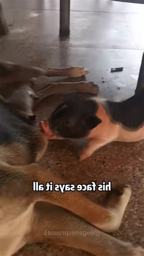 #agro #funny #farm | Agriculture Ofworld