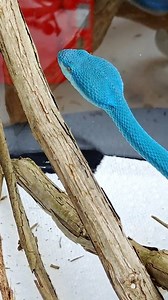 Setting up our girl Neptune in her new enclosure. It's quarantine, so it's sparse, it'll get bigger soon, we just have to make sure she's free of mites and other things before she goes in the snake room. Thank you Tiffany Tilyard Brown and Amanda Schmidt for purchasing this beautiful girl for the family #komodoislandpitviper #blueinsularis #venomman20 #venomouskeeper #reptilekeeper #viper #venomousreptiles #reptile #pitvipers | Venomman20