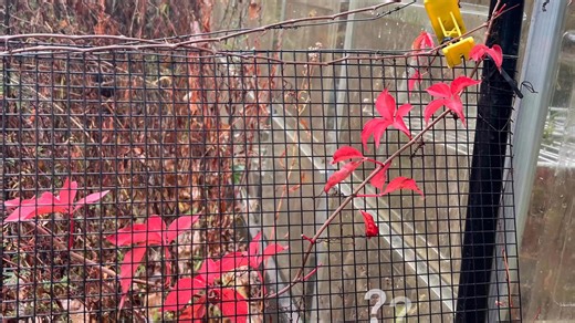 The red one! | NH Wildlife Cams