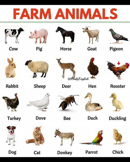 Farm animals | AJ Hoge
