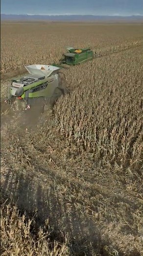 “Massive Combine Harvester in Action | Modern Farming Harvesting Crops”