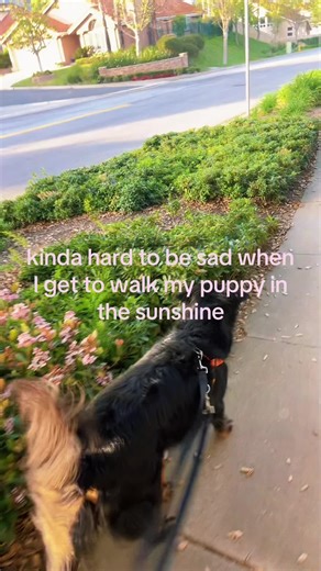 My baby baby baby boo #dog #walking #socal #sunshine #doodoodoo