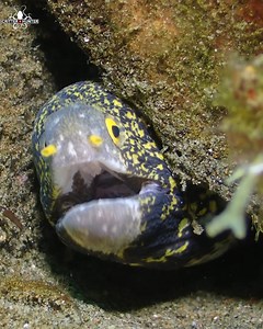 Snowflake moray eels have a distinctive pattern of black spots or "snowflakes" scattered over a white or cream-colored body. This patterning gives them their common name and makes them easily recognizable. Dauin scuba diving with Critter Republic Dive Center Despite their intimidating appearance, snowflake moray eels are generally shy and reclusive creatures. They are known to be solitary animals, preferring to live alone rather than in groups or pairs. . . . . . #eel #moraleel #marinelife #seal