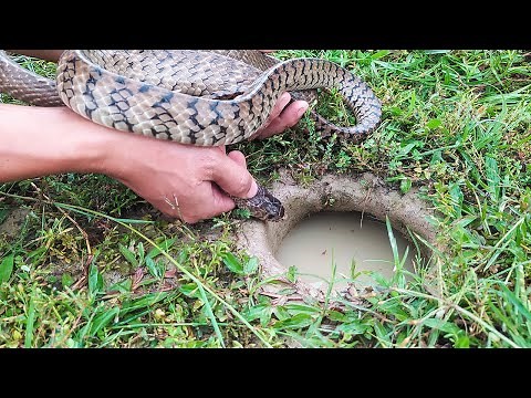 Experiment: FISH VS POISON SNAKE!!! Catch Fish From Underground Hole With Snake