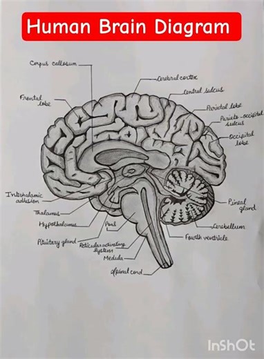 Human Brain Easy Diagram#lebeleddiagramofbrain#braindiagram #brain #anatomy #brainanatomy#brainpower