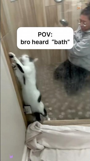 Why is my cat acting like water is illegal?