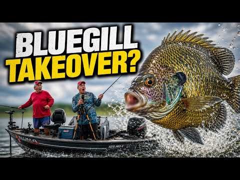 Massive Bluegill Swarms Overtake Shellcracker Territory