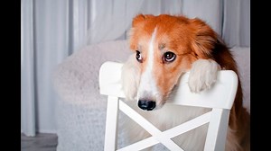 Can Dogs Eat Cracker Jacks?