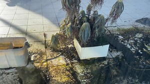 Today we found an abandoned Saab Dealership on our way through France which unbelievably still had cars Locked away inside! Sadly there was no way into the building and unfortunately it would appear the vandalism has already taken place… never the less it was still very interesting to see the cars and all the dead plants around them. This place definitely gave me vibes from The Walking Dead!… Hope you enjoy the video guys! 🙂 Don’t forget to check out all the other videos on my You Tube channel 