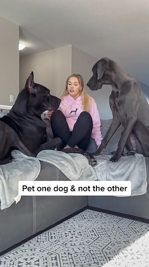 Heartbreaking Moment with Apollo the Puppy