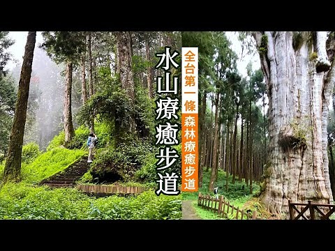 阿里山加油！少為人知的阿里山秘境｜第一條森林療癒步道｜仰臥看見森林冠層的感動｜最粗的紅檜水山巨木