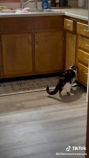 Funny Cats Misbehaving Compilation