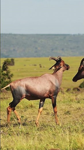 Amazing Facts About Topi (Antelope) | Wildlife Documentary in 8K Ultra HD 🦌🌍 #8kultrahd #wildlife
