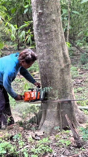Failed to Fall! This Tree is Stuck!