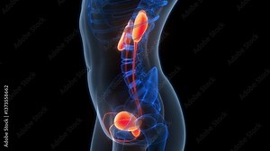 Human Urinary System Kidneys with Bladder Anatomy Animation Concept