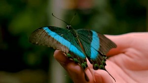 tropical butterfly on hand. selective focus.