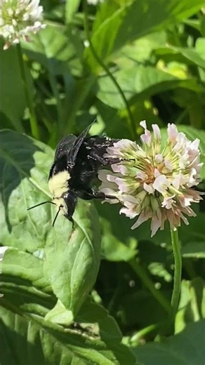 Yellow-faced Bumble Bee Pollinating Clover Flowers (barking dog in background)