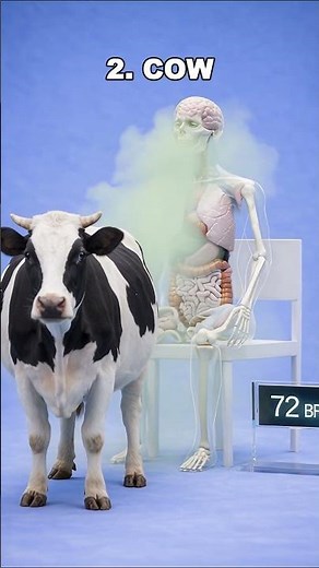 which animal fart can a human tolerate? #science #animation