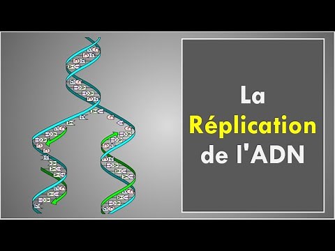 La Réplication de l'ADN
