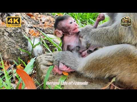 Heart-Melting Scene 😍🐒 Newborn Baby Monkey Cries While Mom Comforts | Natural Life of Animals