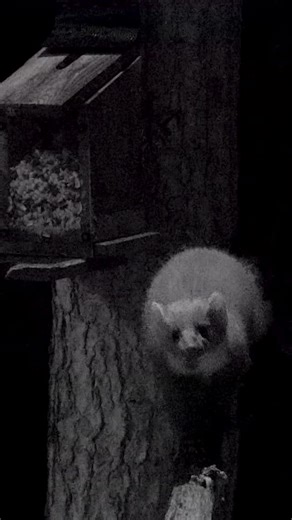 Evening everyone! Ready for an extra special double whammy of live wildlife?! 😍🙌 Join our very own @hannahstitfall and @jabaddams at 6:30pm over on BBC iPlayer as they talk through all of the wildlife camera action LIVE just before the show at 7pm! We’ve already had some incredble views of pine martens! 🐾 Known to be highly elusive and very rarely seen, so this is great start to the series! 🤩 See you very soon for some extra wildlife antics! 🙌 #Winterwatch | BBC Springwatch