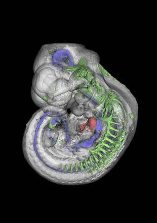 Définition | Ontogenèse : qu'est-ce que c'est ? | Futura santé