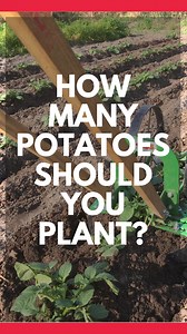 🥔 How Many Potatoes Should You Plant? #gardeningtips #hoss #growyourownfood #reels #growhoss | Hoss