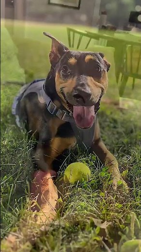Meet Winnie! 🐕 A 6 y/o Doberman Mix in Illinois who is looking for her new home! Adopt today! 🐾