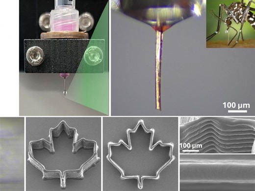 Imprimer en 3D avec une trompe de moustique : bienvenue dans la nécro-impression