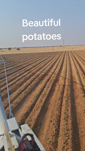 Potato Farming Techniques in Namibia